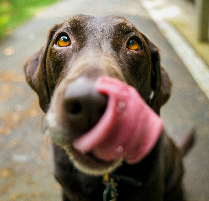 Chien
